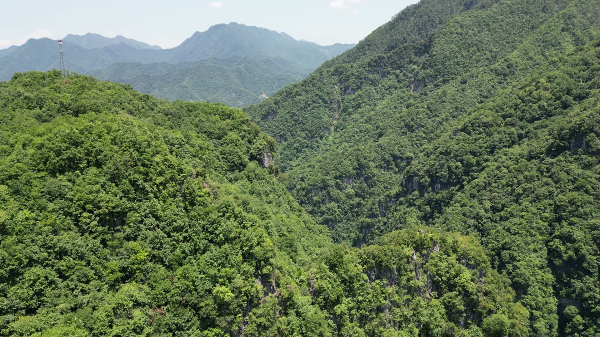 航拍湖北神农架林区森林植物视频的预览图
