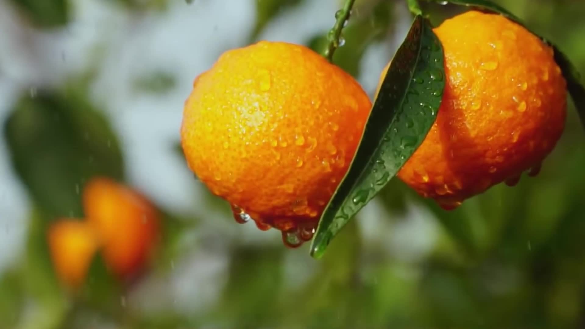 种植基地柑橘葡萄水果番茄蔬菜基地收割丰收玉米笑脸视频的预览图