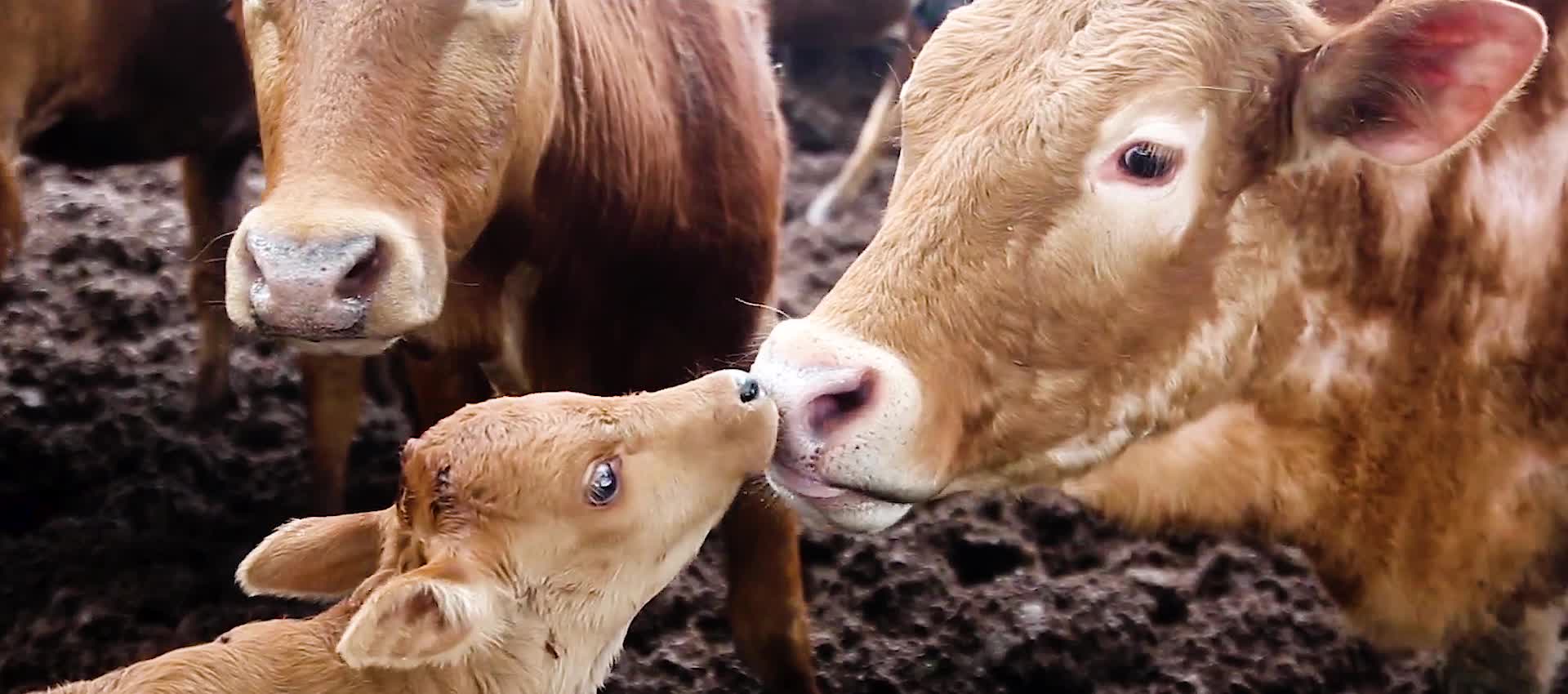 牧场老黄牛肉牛养殖牛肉市场视频的预览图