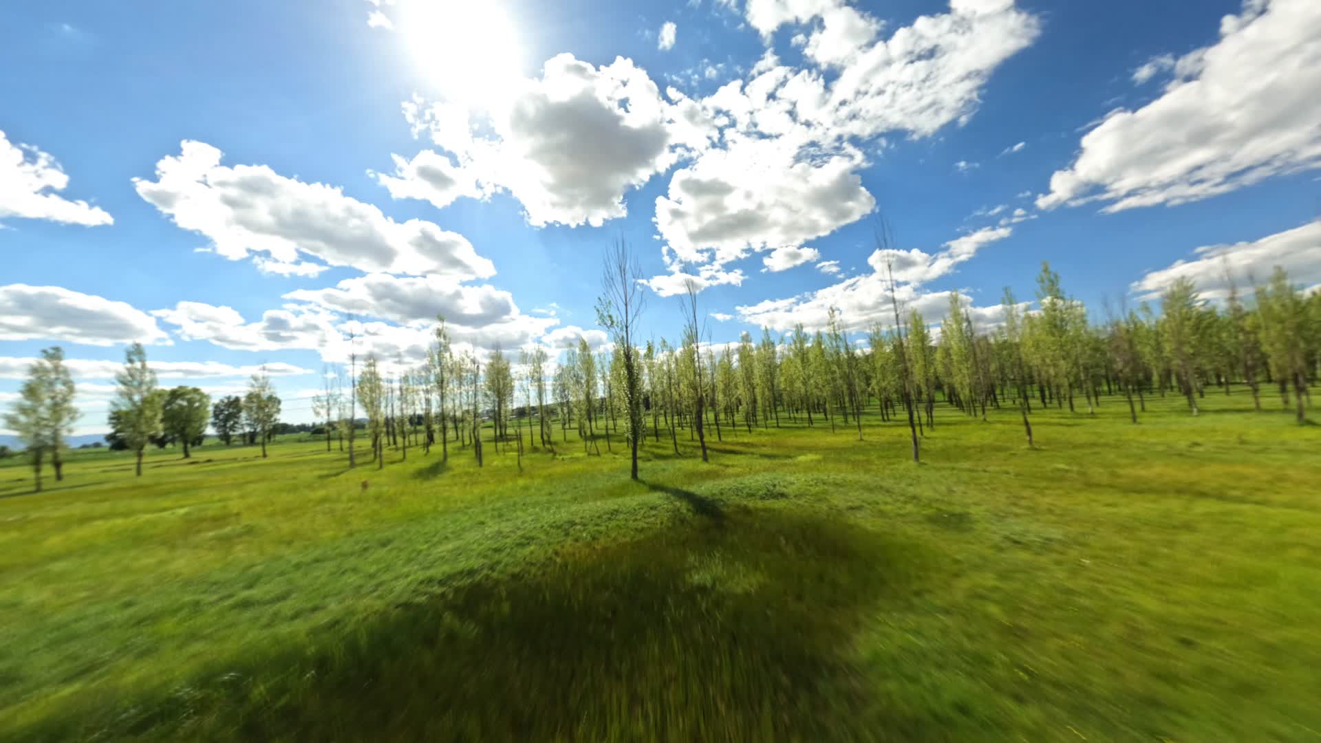 夏天乡村小树林蓝天白云绿草地4K视频视频的预览图