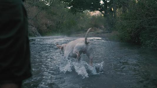 慢镜头狗狗野外玩飞盘戏水视频的预览图