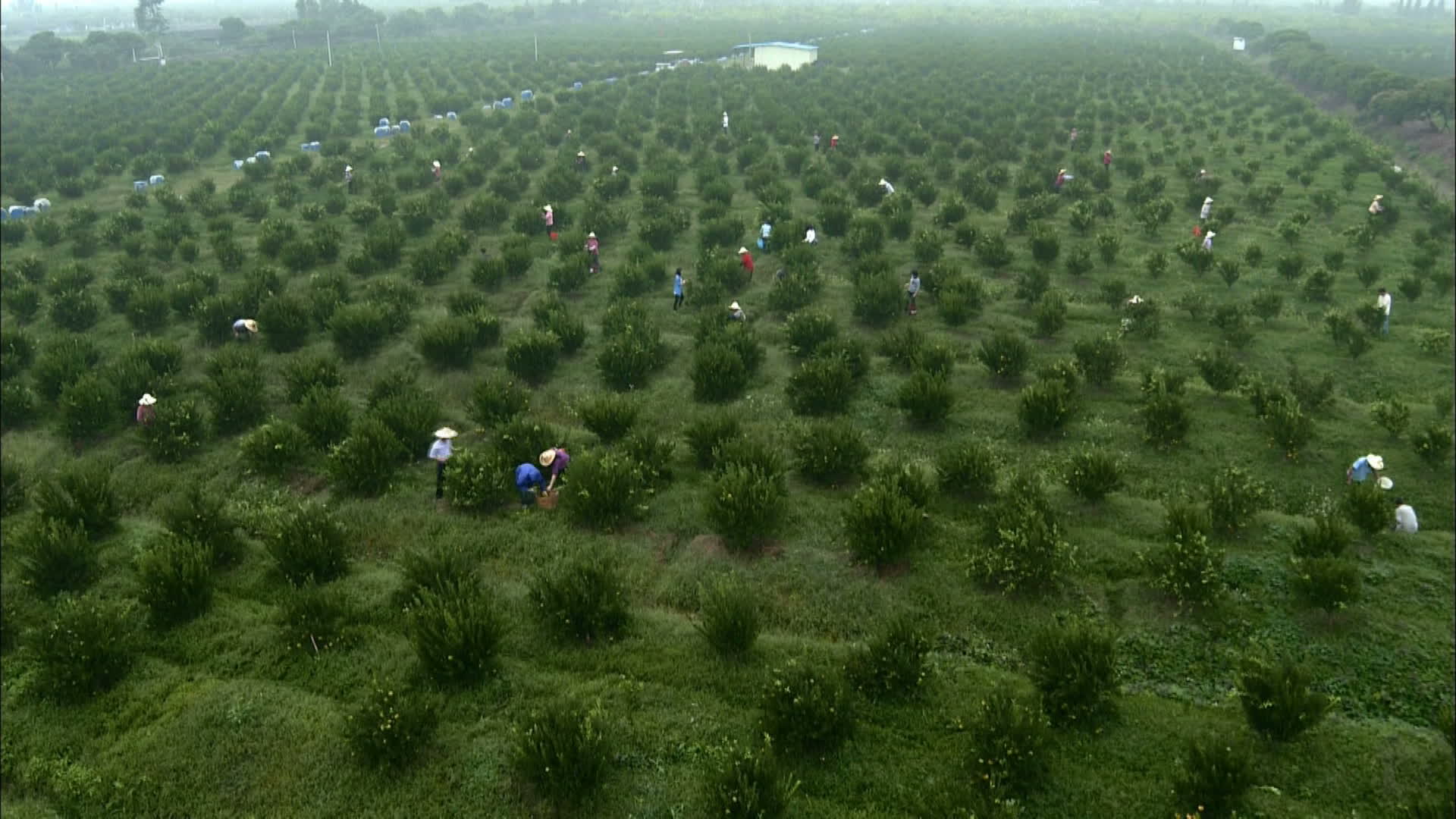 采摘树柑农业农田水果种植视频视频的预览图