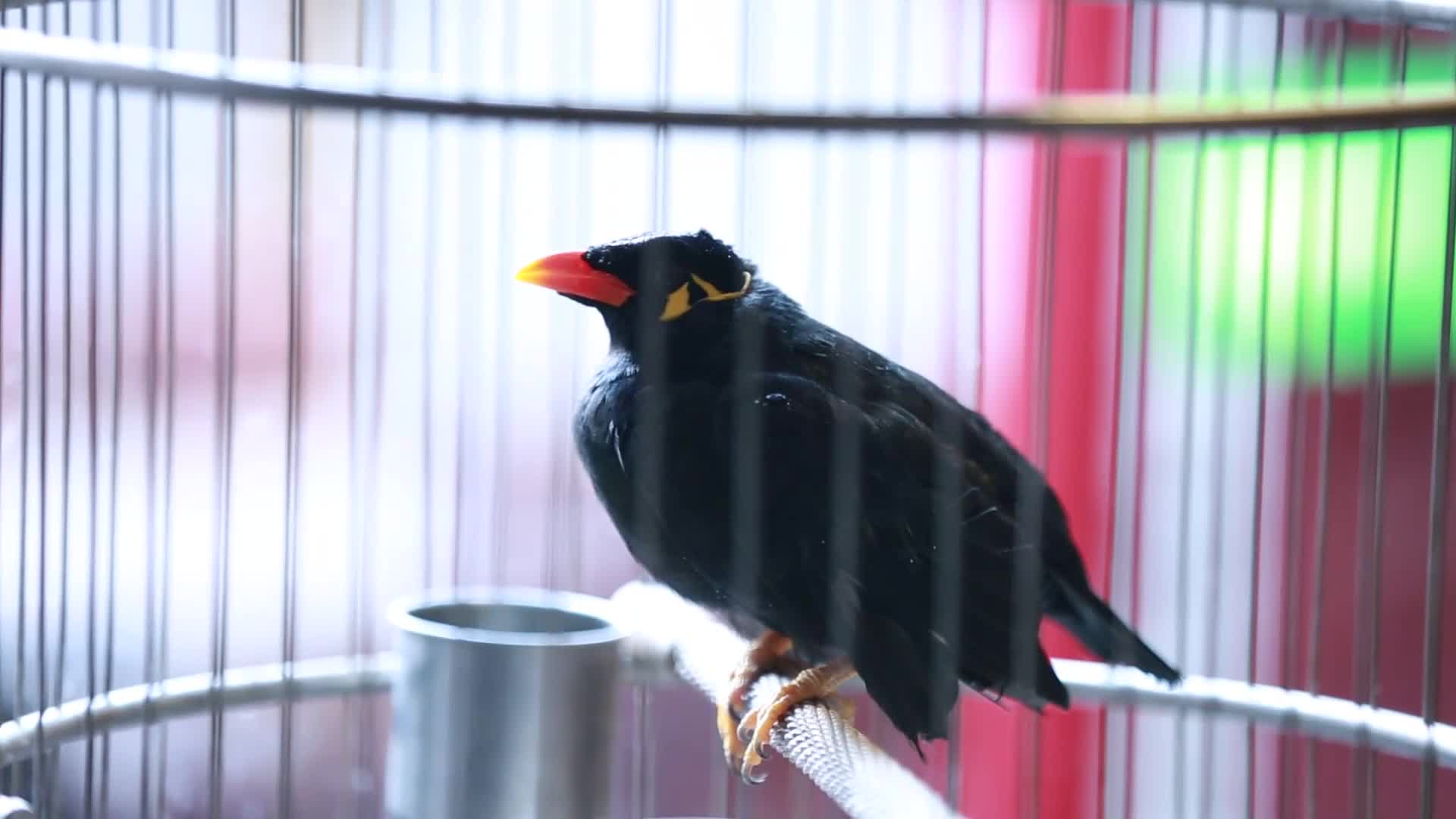 镜头合集笼子里的鸟八哥鹩哥视频的预览图
