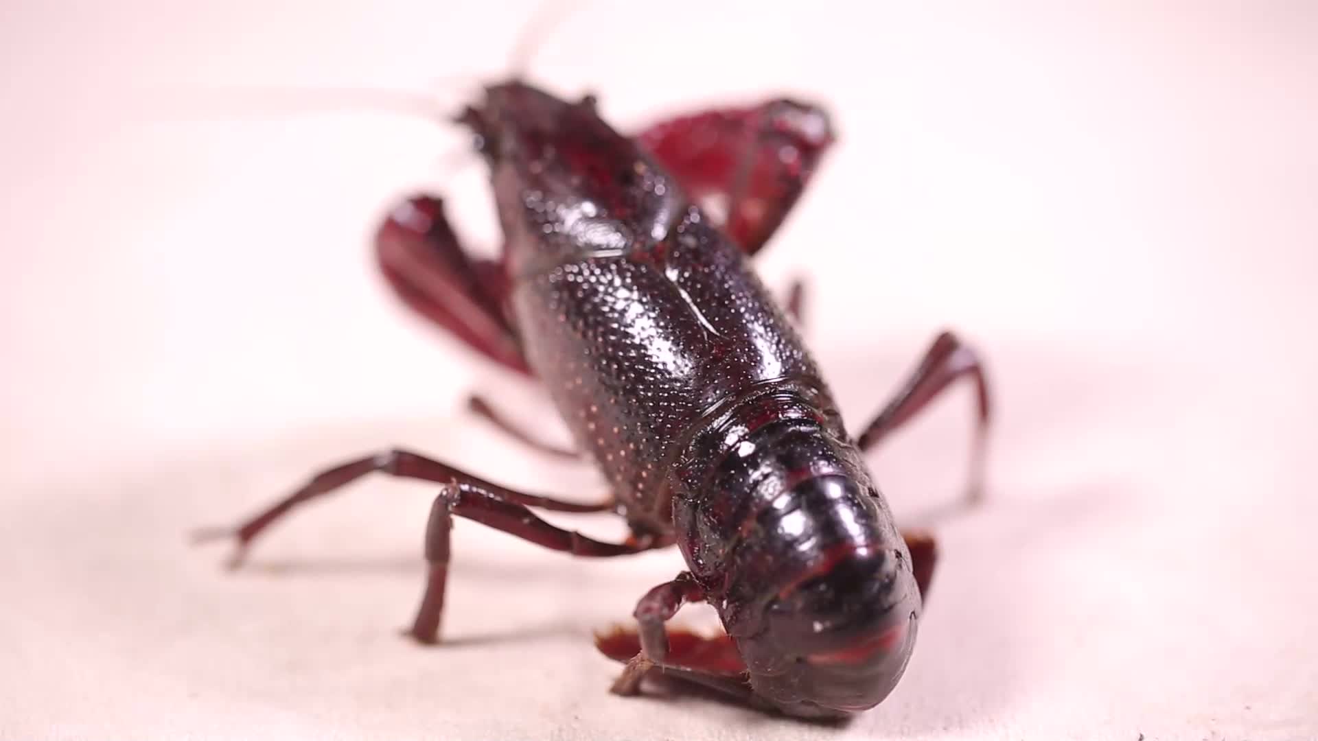 镜头合集污染小龙虾食品安全视频的预览图