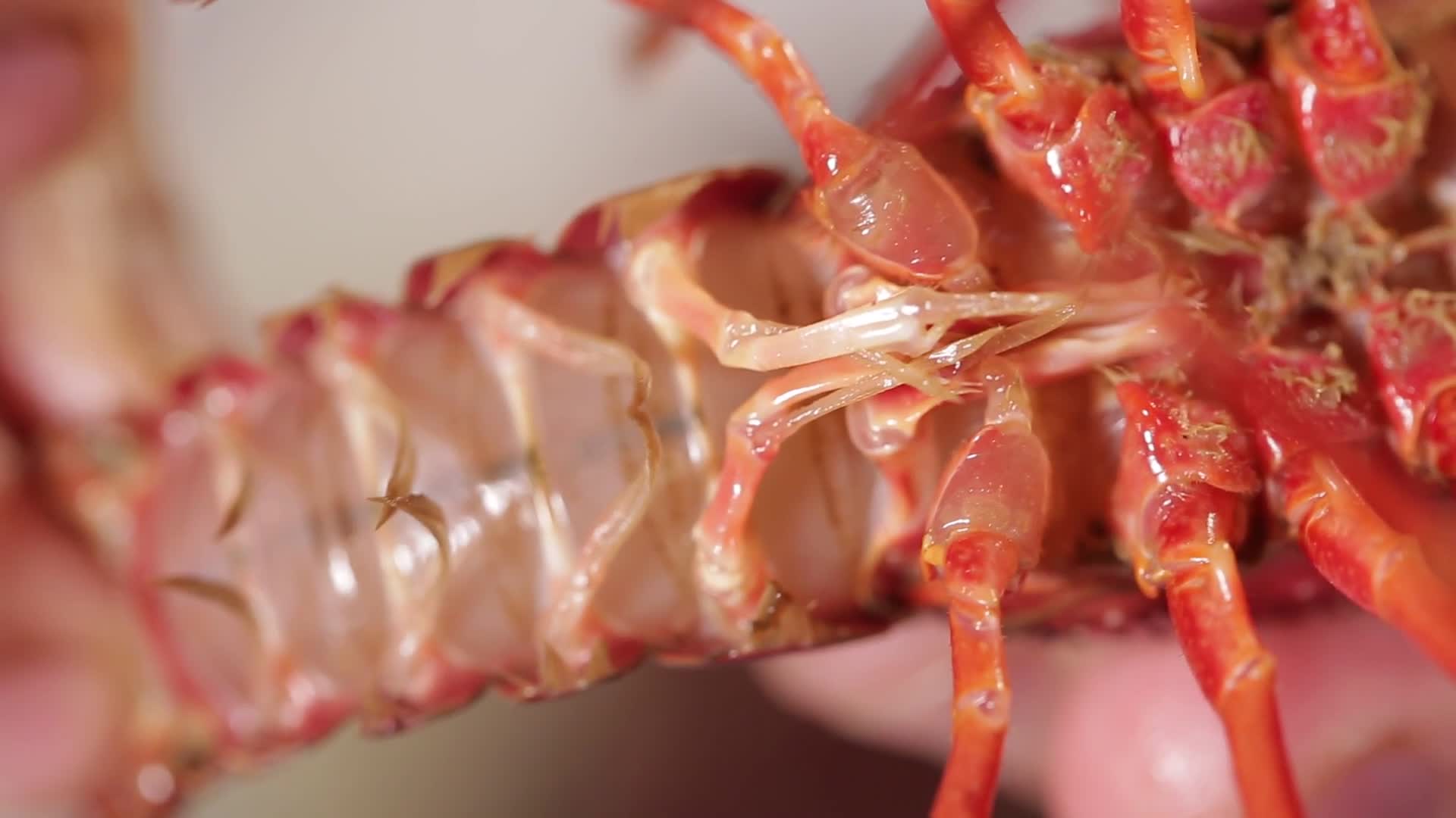 镜头合集白腹白肚子小龙虾视频的预览图