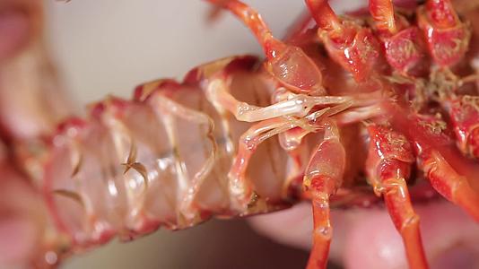 镜头合集白腹白肚子小龙虾视频的预览图