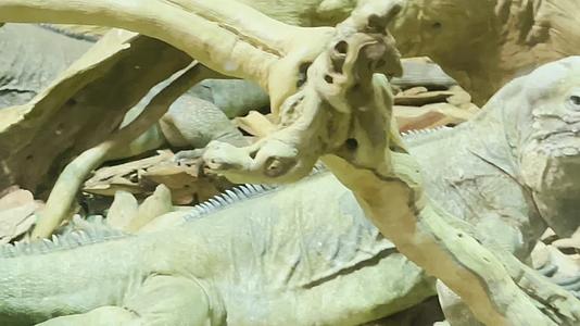 镜头合集各种蜥蜴爬虫猎蜥巨人蜥哥斯拉守宫视频的预览图