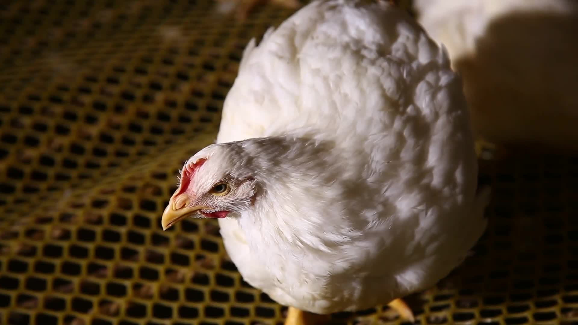 镜头合集激素鸡谣言探秘鸡肉养殖场视频的预览图