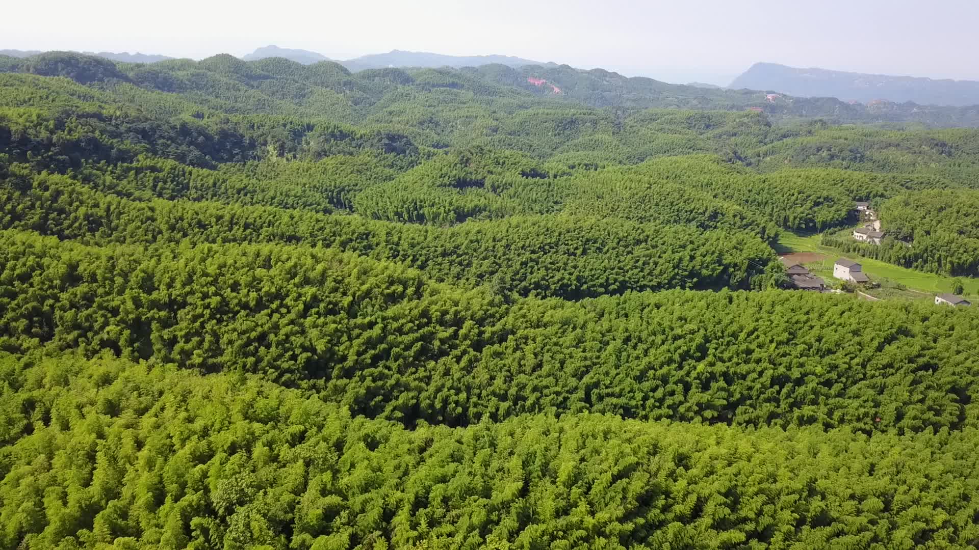 竹林竹海纳溪大旺竹海竹产业山森林视频的预览图