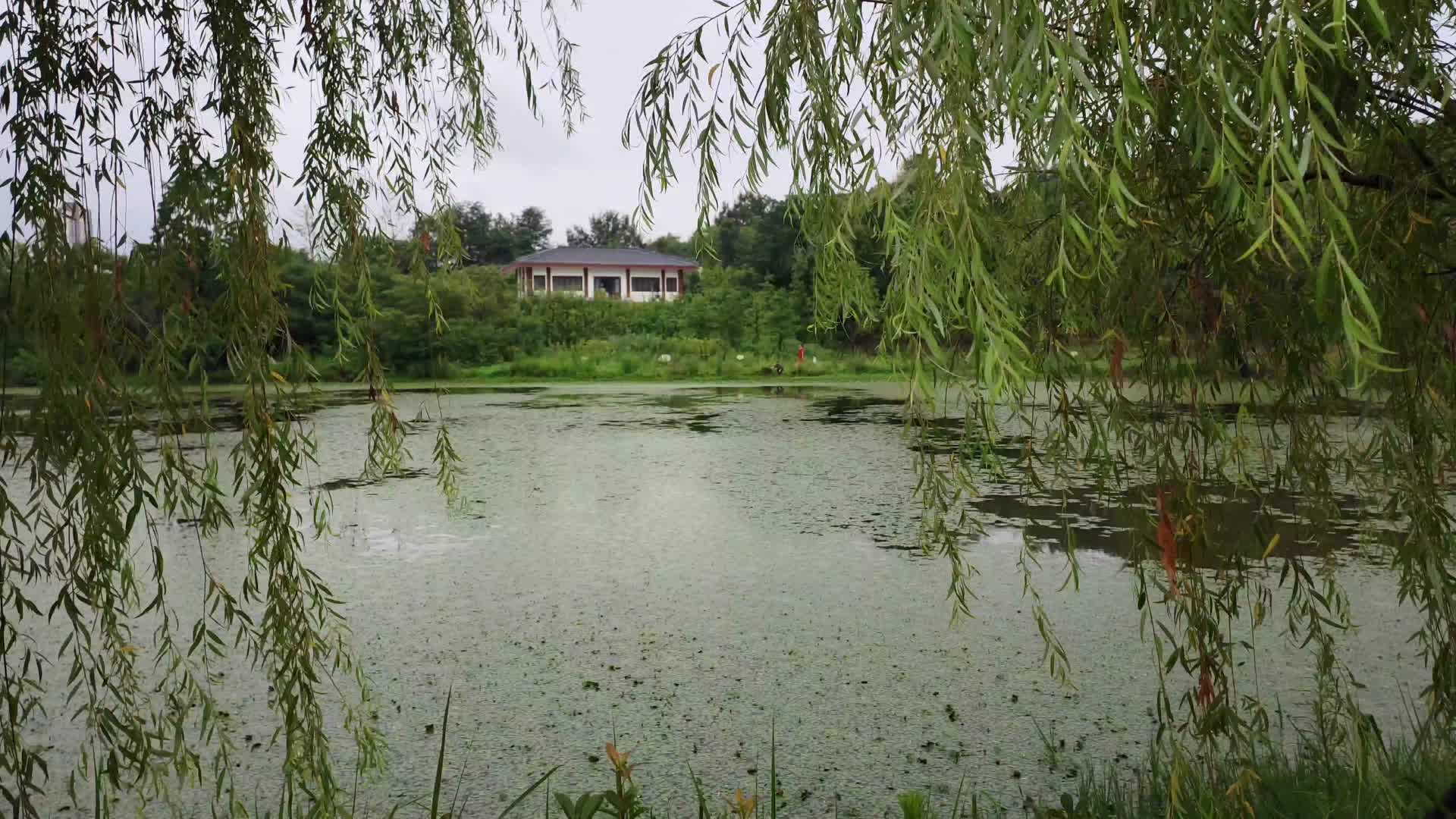 4K湖边杨柳视频的预览图