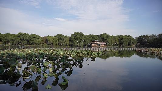 杭州西湖景区曲院风荷风景视频的预览图