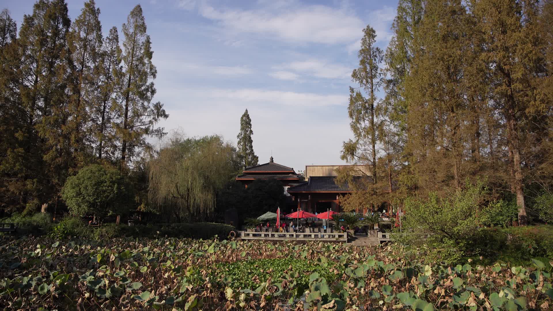 杭州西湖景区曲院风荷风景视频的预览图