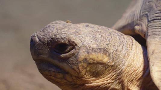 镜头合集爬行动物象龟宠物龟长寿坚硬外壳视频的预览图
