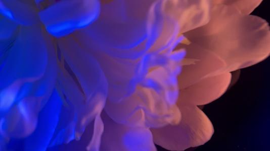 镜头合集微距鲜花摄影富贵芍药洋牡丹视频的预览图