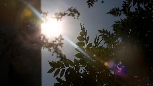 镜头合集夏季仰视天空树叶光影摇曳逆光太阳视频的预览图