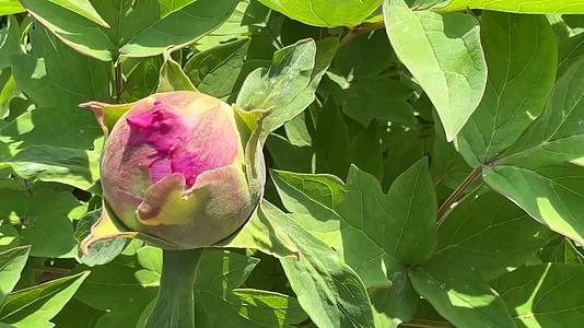 镜头合集夏季含苞待放的国花牡丹视频的预览图
