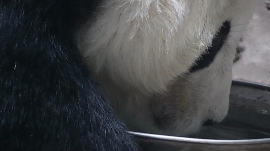 镜头合集特写大熊猫毛发国家级保护动物视频的预览图