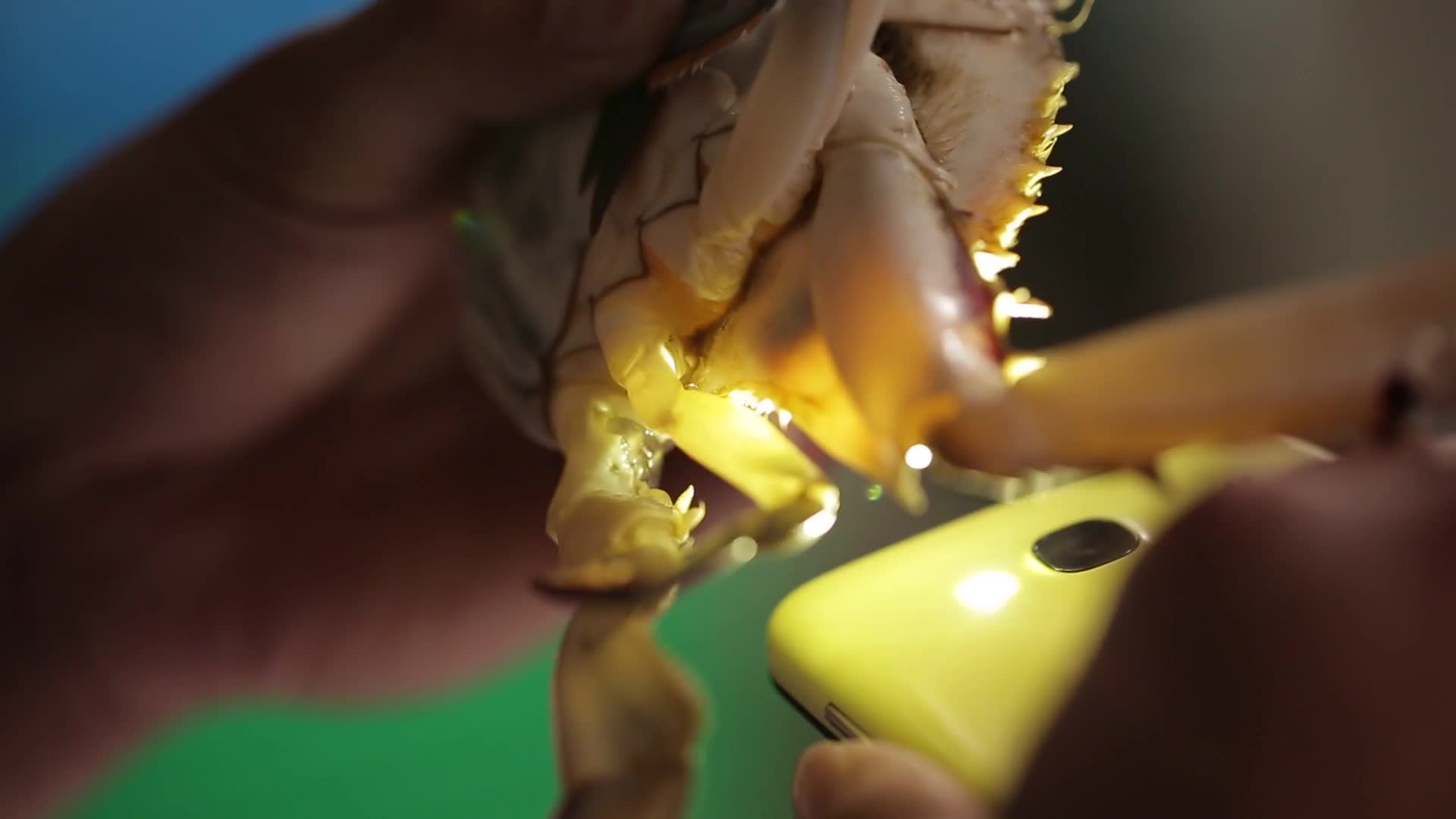 镜头合集手电筒光照挑选满黄梭子蟹视频的预览图