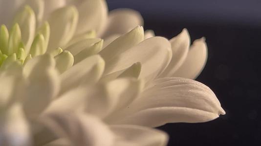 镜头合集盛开的鲜花祭祀白菊花视频的预览图
