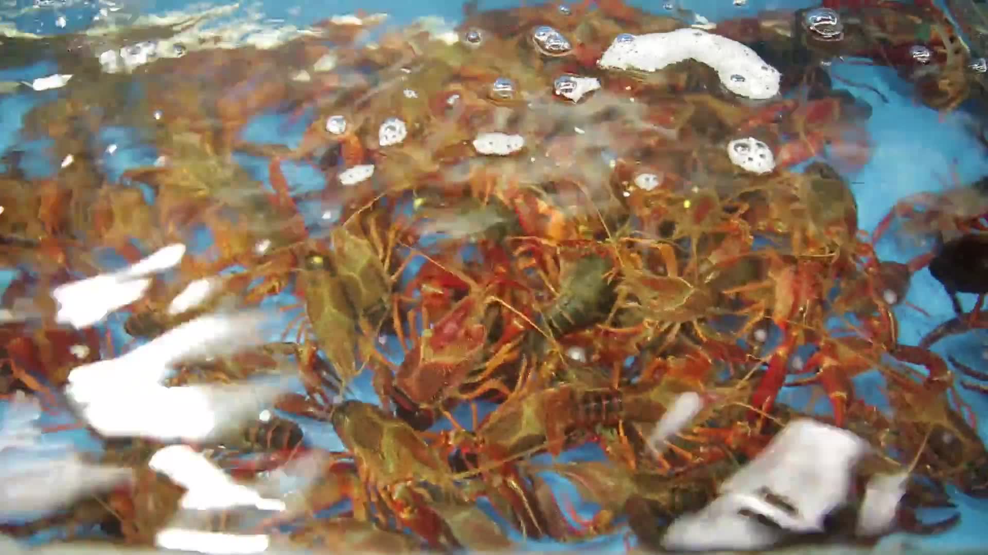 镜头合集水产市场商贩卖小龙虾视频的预览图