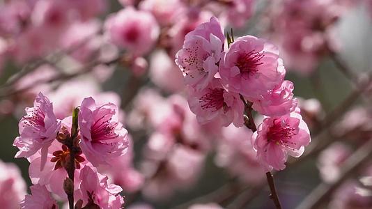 镜头合集植物园桃花粉色花朵鲜花视频的预览图