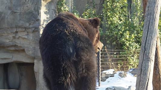 镜头合集棕熊黑熊狗熊野生动物保护动物视频的预览图