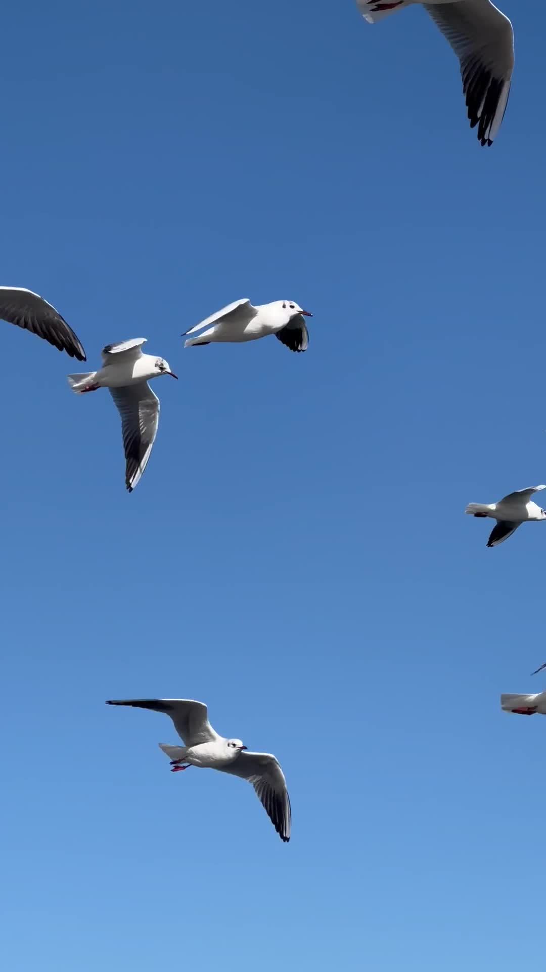海鸥在蓝天飞翔视频的预览图