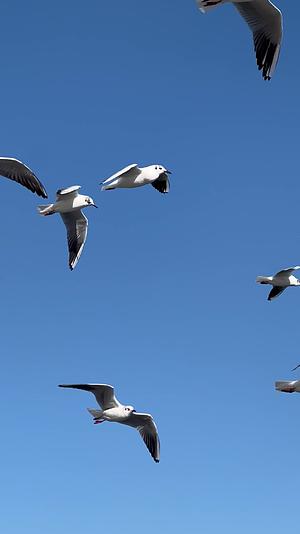 海鸥在蓝天飞翔视频的预览图