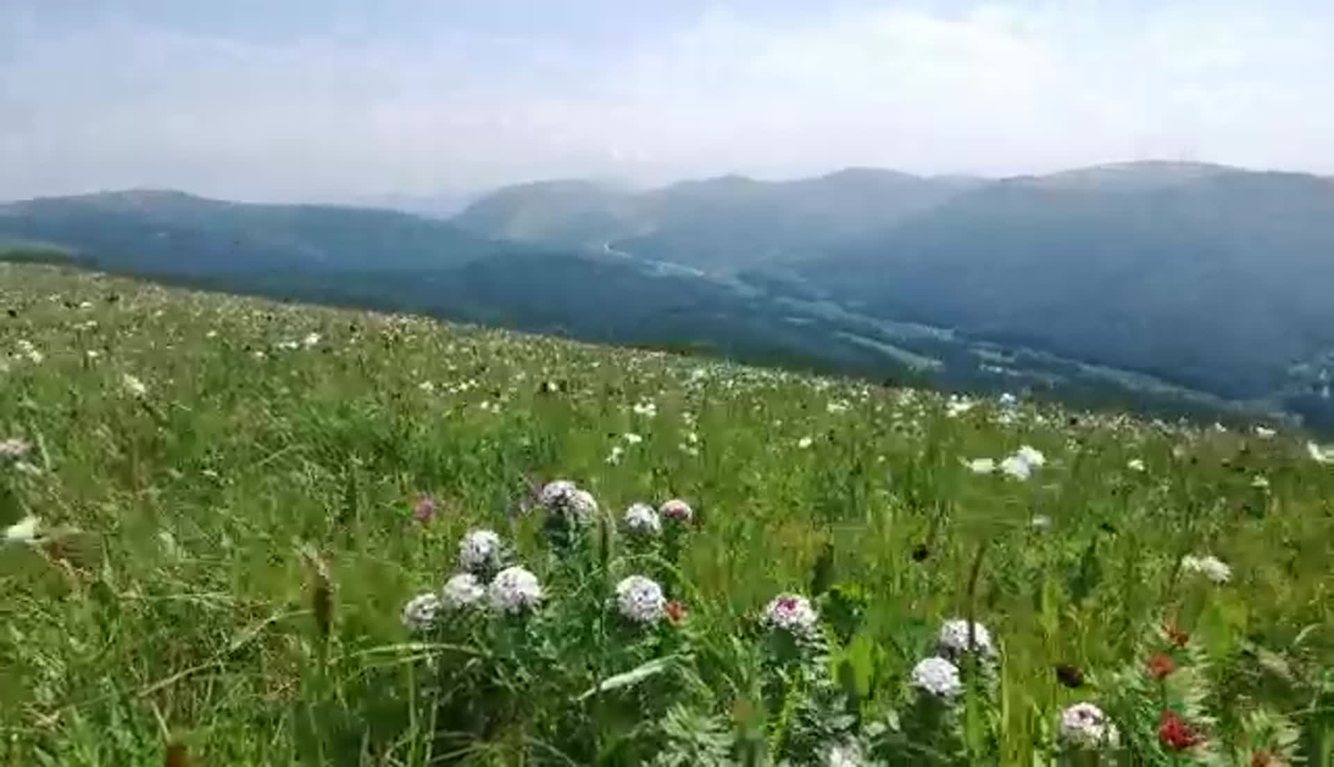 草原上的野花2视频的预览图