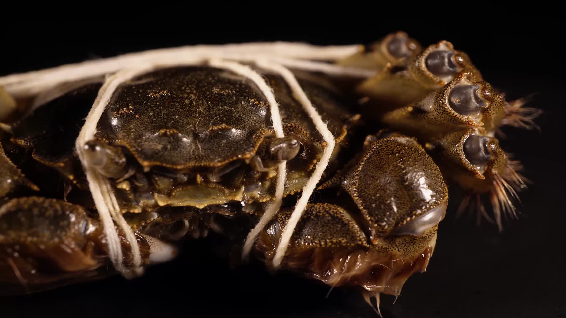 螃蟹大闸蟹河蟹视频的预览图