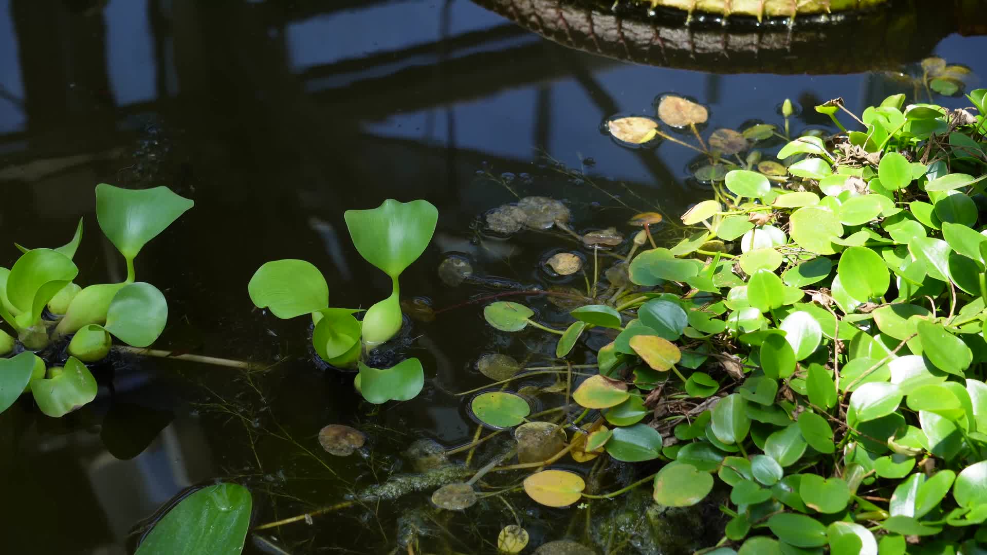 水质净化植物水葫芦视频的预览图