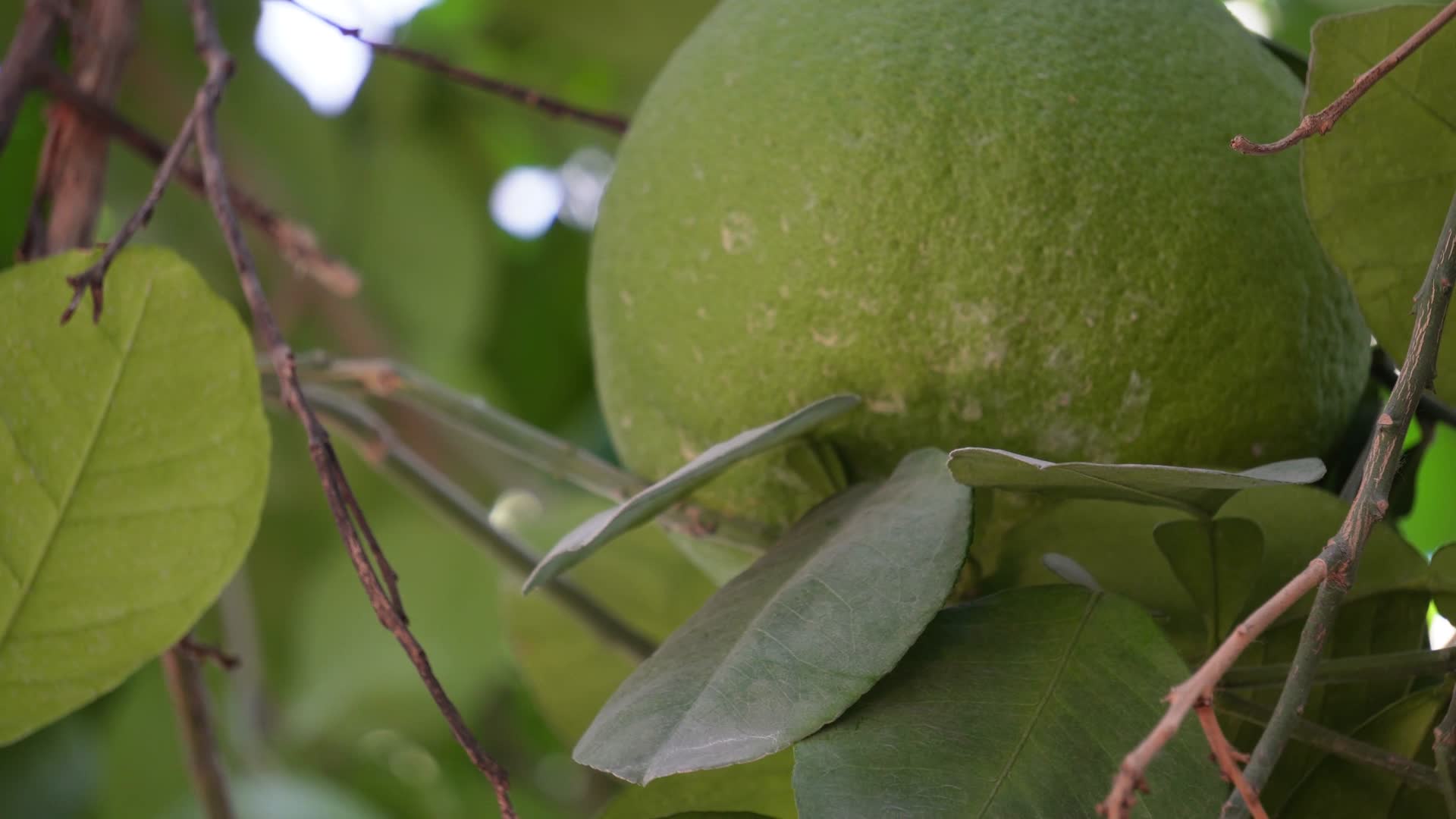 文旦青柚子水果果农硕果累累视频的预览图