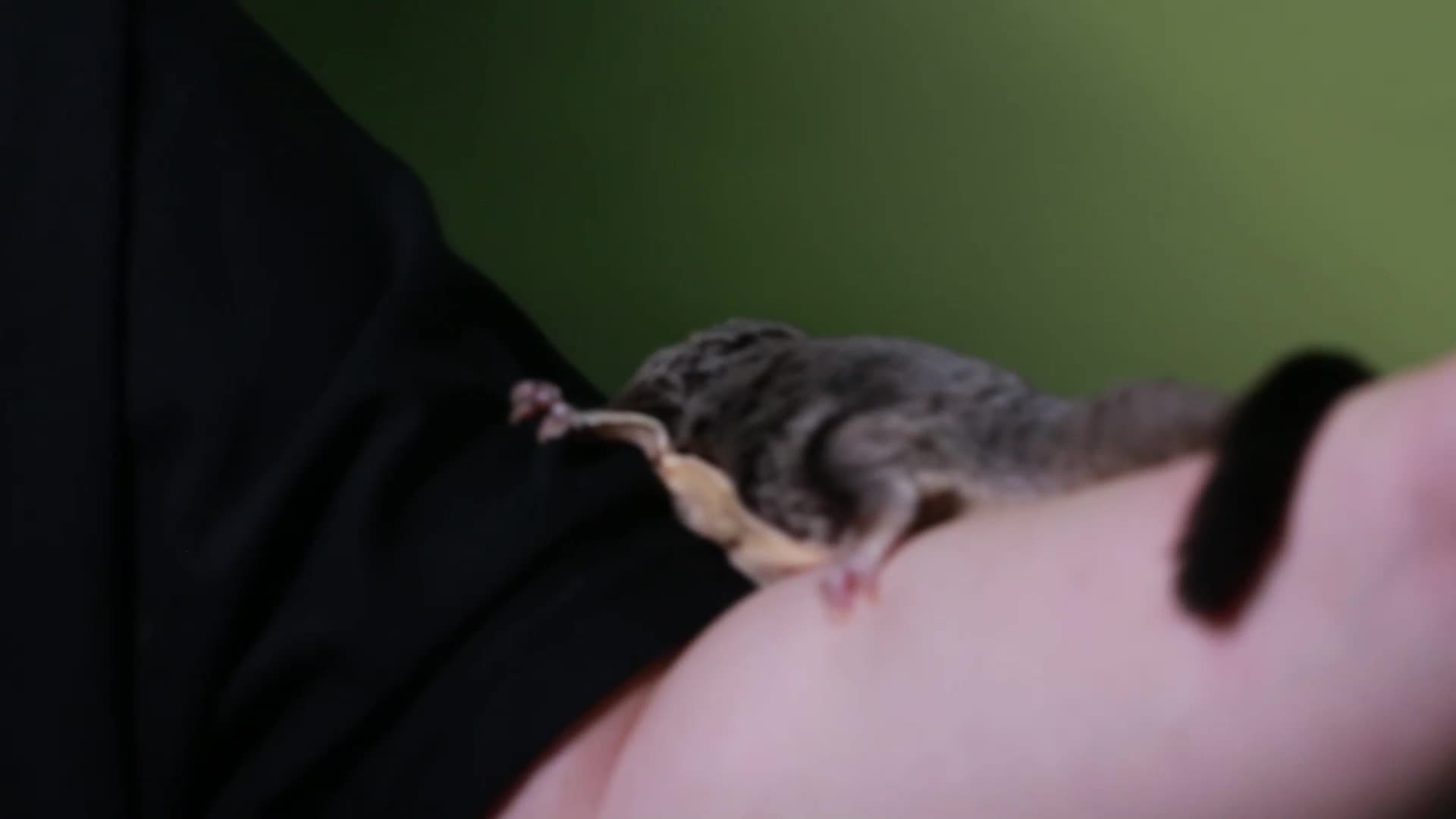镜头合集动物宠物异宠蜜袋鼯飞鼠视频的预览图
