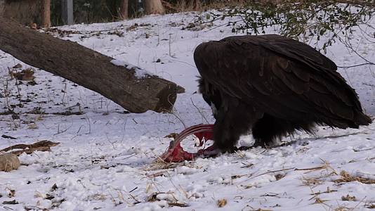 镜头合集动物园野生动物秃鹫雄鹰视频的预览图