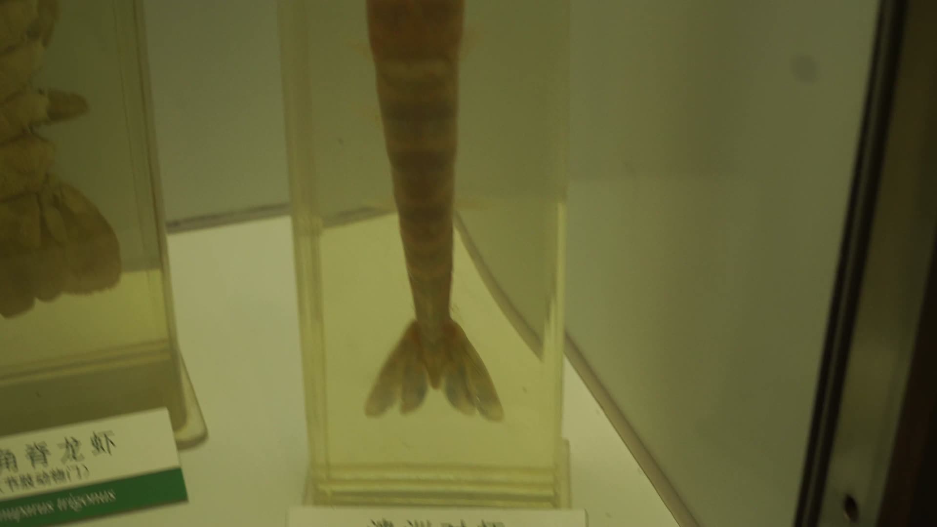 玫瑰龙虾琵琶虾海鳌虾标本视频的预览图