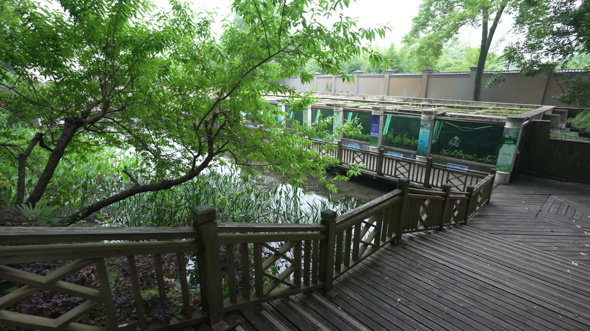 中国科学院武汉植物园沉水植物区视频的预览图