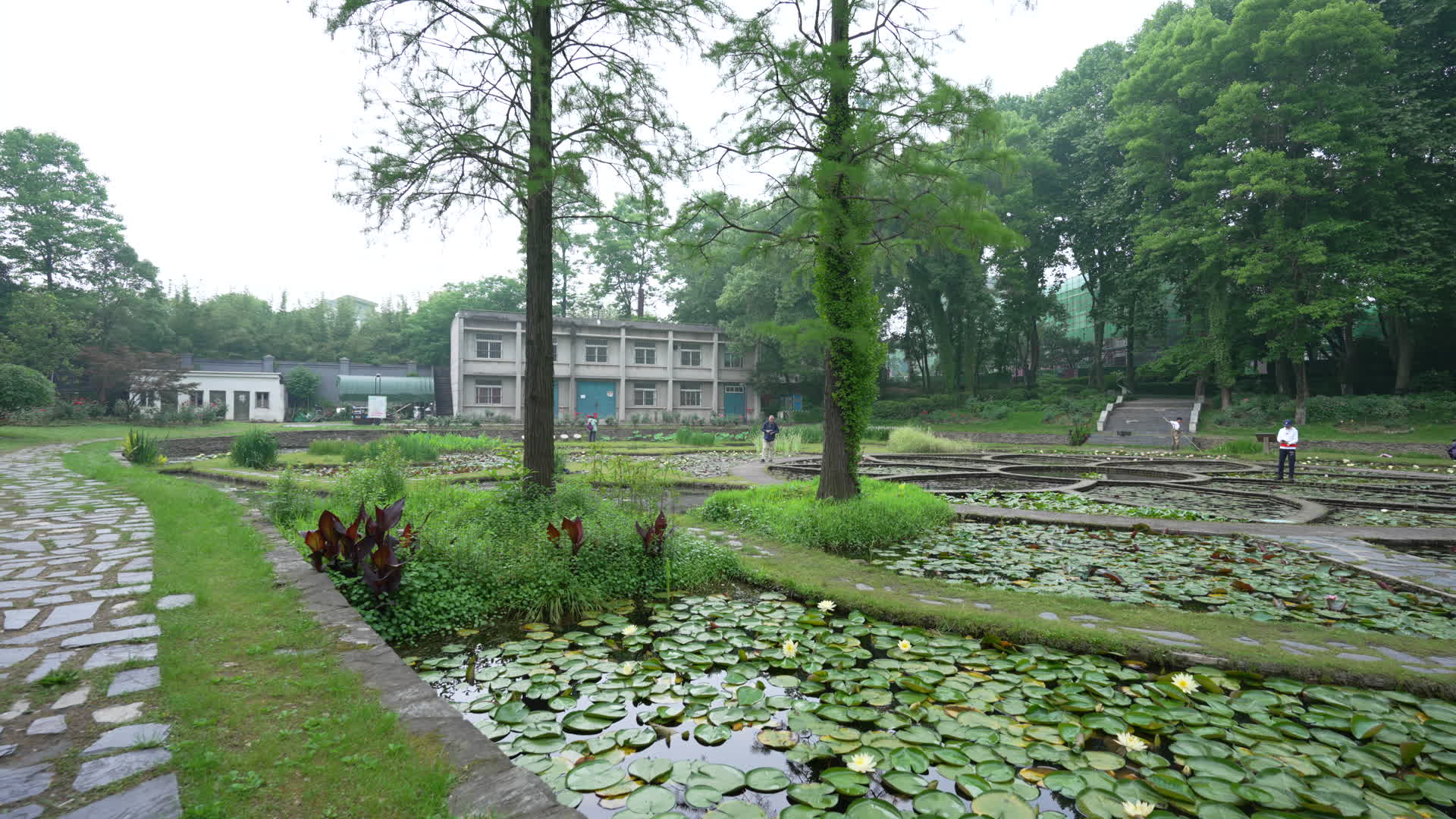 中国科学院武汉植物园睡莲展示区视频的预览图