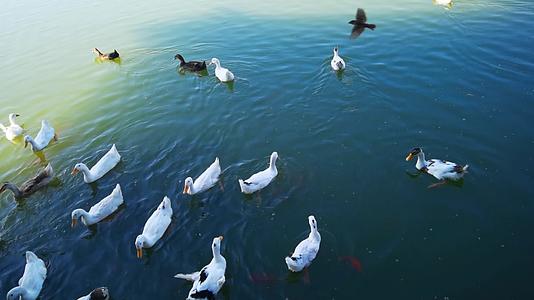 4K高清实拍西安曲江南湖野鸭戏水视频的预览图