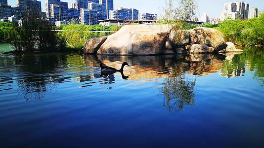 4K高清实拍西安曲江池遗址公园咸鸭戏水南湖公园唯美风景视频的预览图