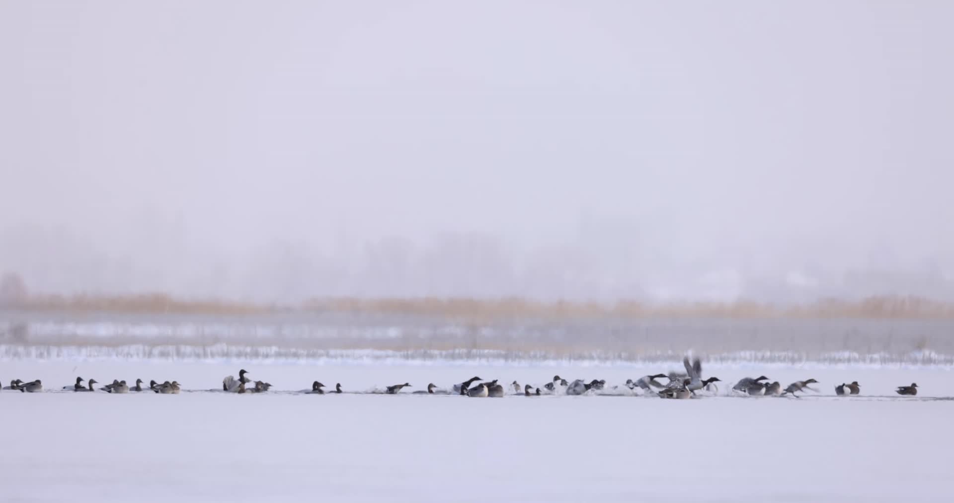 冬季湖面成群水鸟觅食飞翔慢镜头视频的预览图