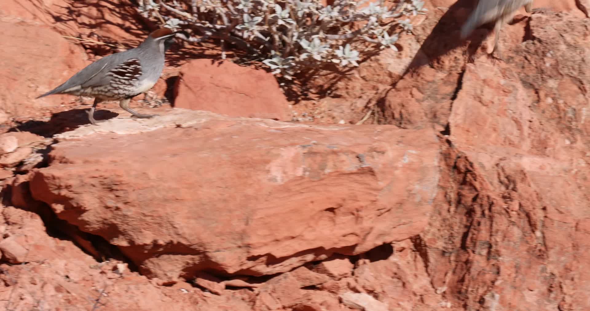 荒原戈壁滩野生鸟类松鼠视频的预览图