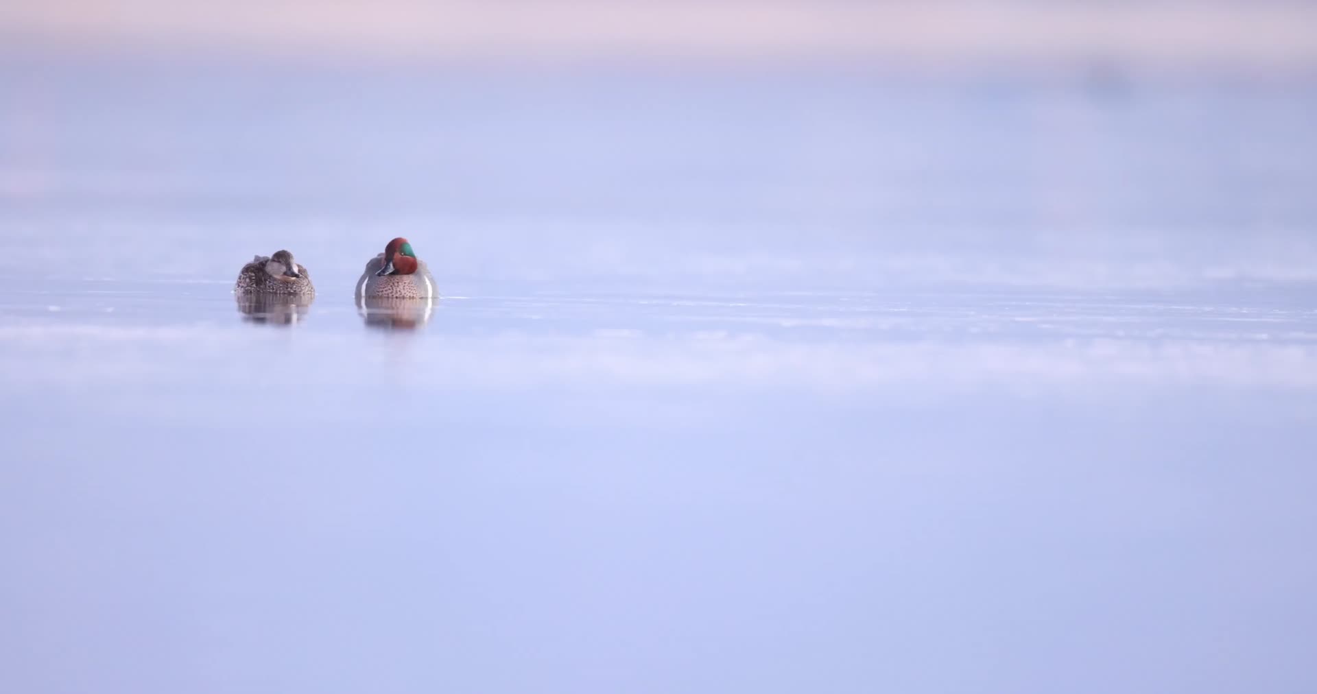 冬季湖面溪水觅食的鸭子水鸟合集视频的预览图