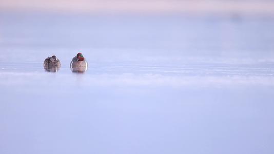 冬季湖面溪水觅食的鸭子水鸟合集视频的预览图