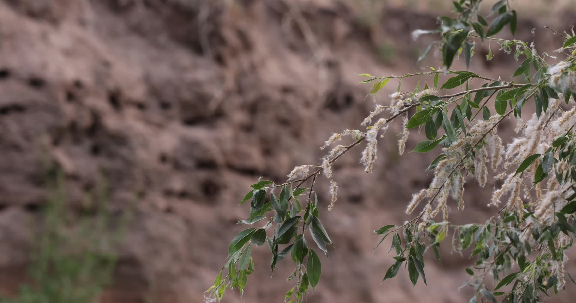 泥土洞穴栖息鸟类山雀视频的预览图