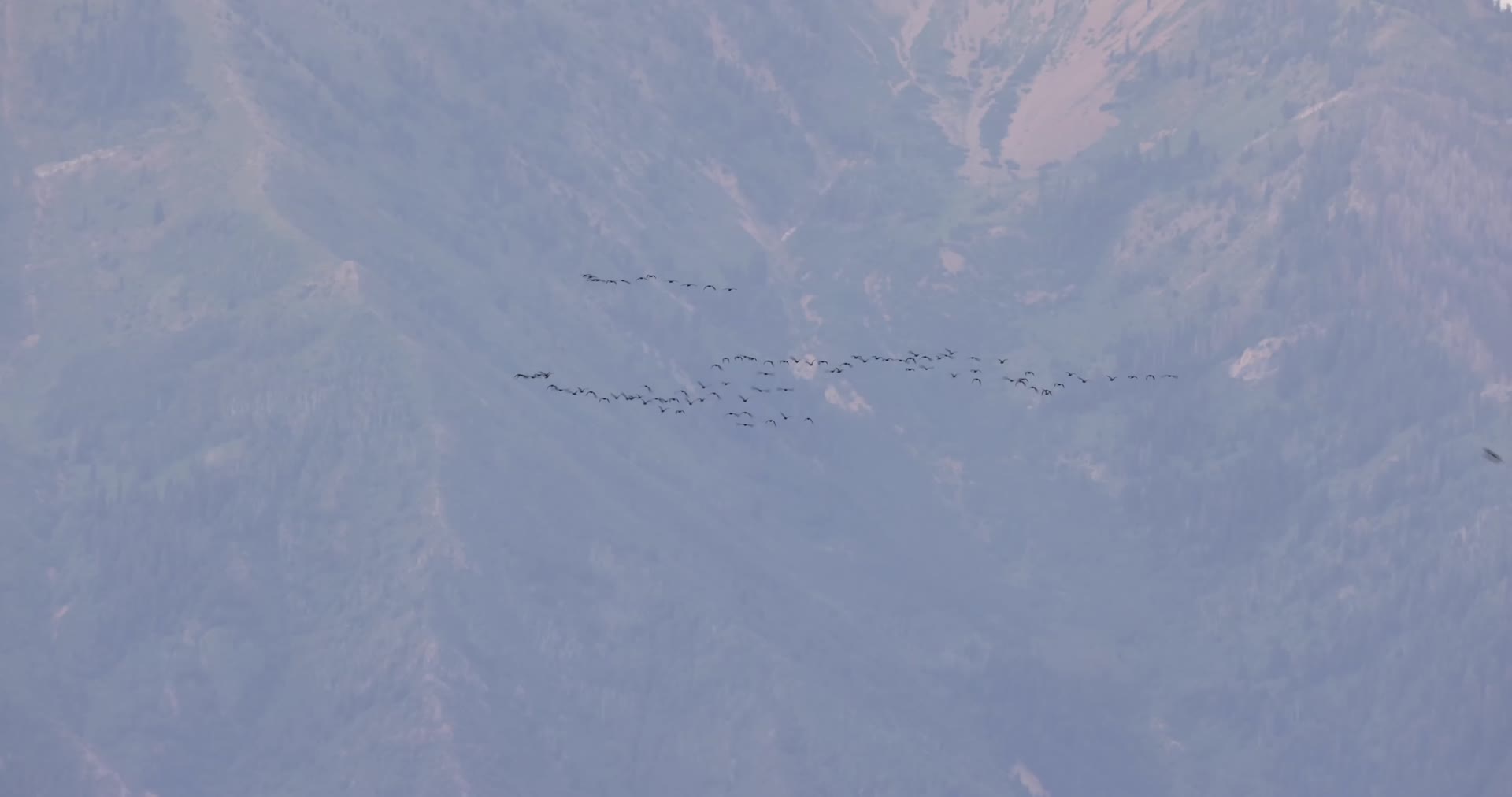 鸟群天空中飞翔视频的预览图