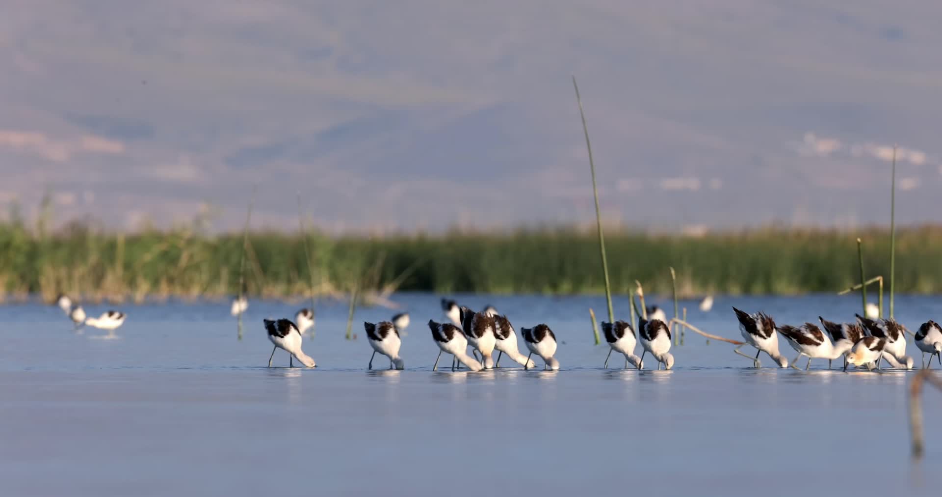 成群水鸟觅食春夏温暖湖水视频的预览图
