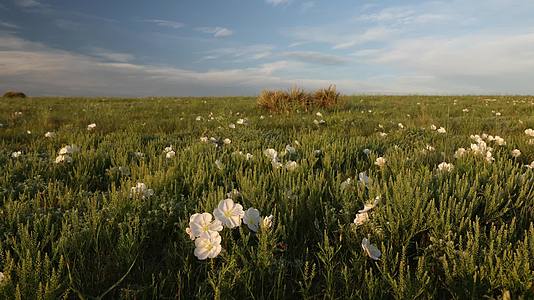 夏季草原自然风光花草植物合集视频的预览图