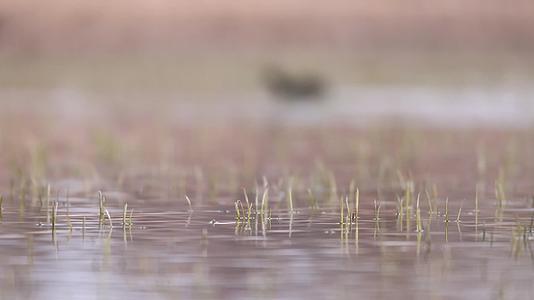 秋季水鸟野鸭水面游泳觅食合集视频的预览图