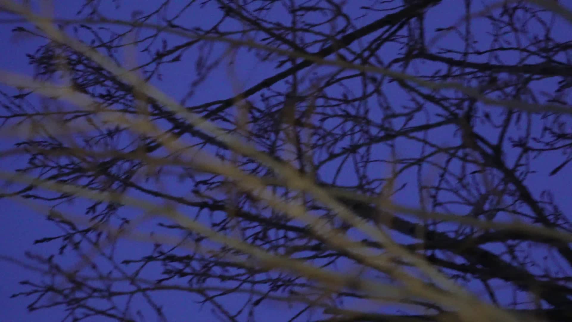 镜头合集冬季夜晚天空树枝恐怖凄凉枯枝树木视频的预览图