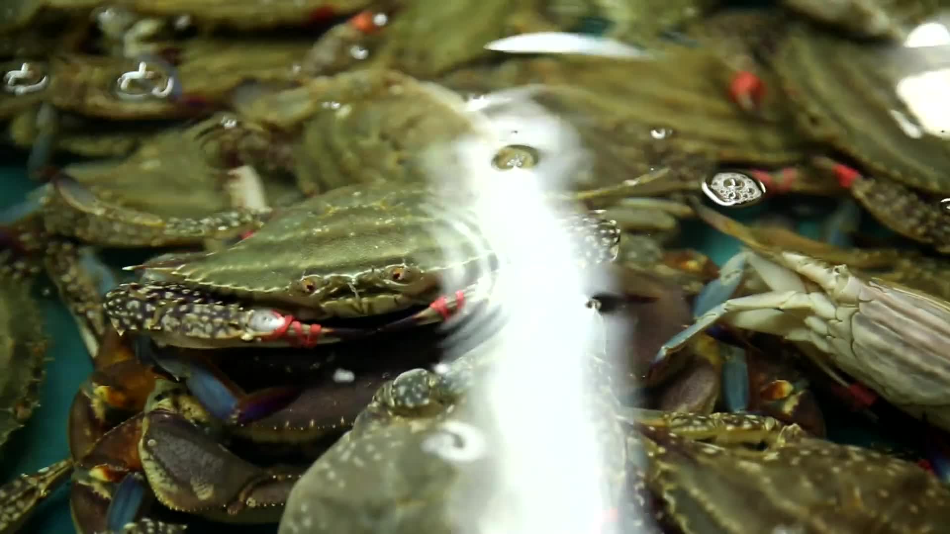 镜头合集海鲜市场卖飞蟹梭子蟹视频的预览图